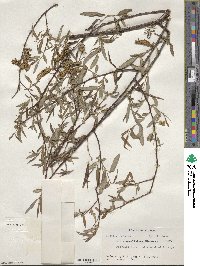 Salix caroliniana image