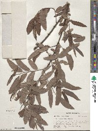 Salix caroliniana image