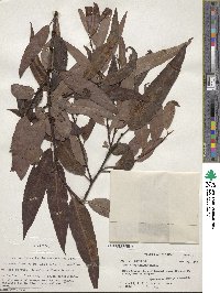 Salix caroliniana image