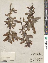 Salix caroliniana image