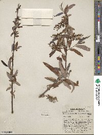 Salix caroliniana image