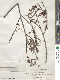 Salix caroliniana image