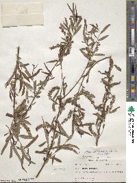 Salix caroliniana image