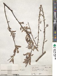 Salix caroliniana image