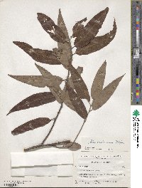 Salix caroliniana image