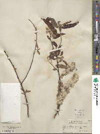 Salix caroliniana image