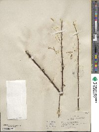 Salix caroliniana image