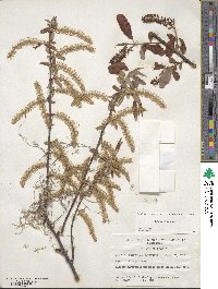 Salix caroliniana image