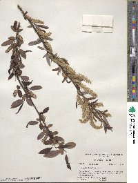 Salix caroliniana image