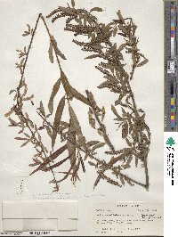 Salix caroliniana image