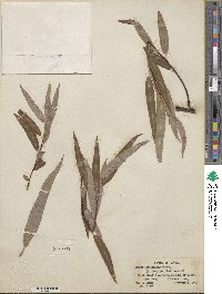 Salix caroliniana image