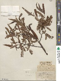 Salix caroliniana image