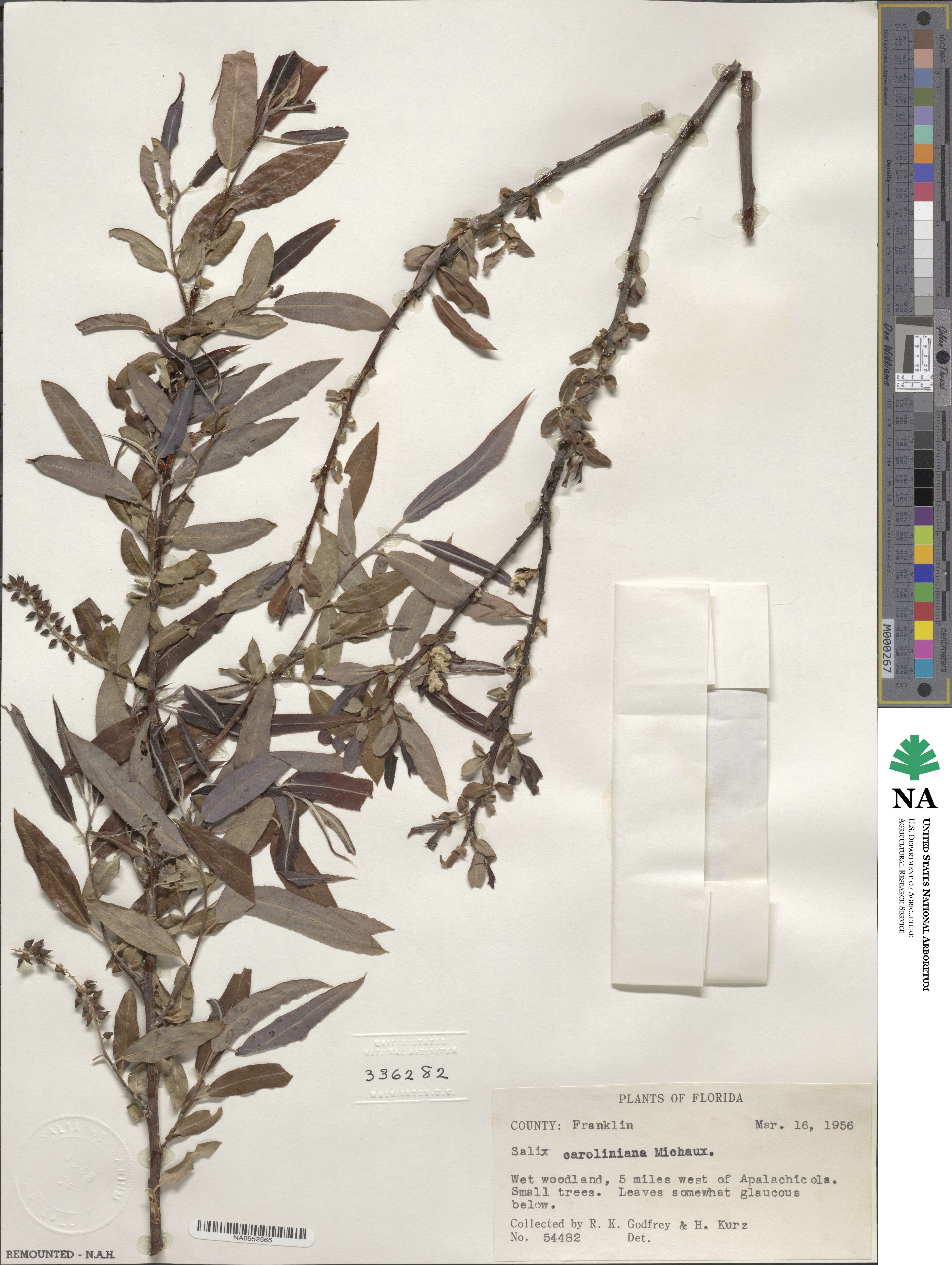 Salix caroliniana image