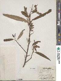 Salix caroliniana image