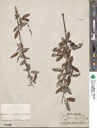 Salix caroliniana image