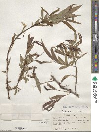 Salix caroliniana image