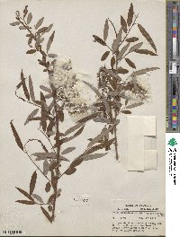 Salix caroliniana image