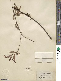 Salix caroliniana image