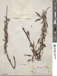 Salix caroliniana image