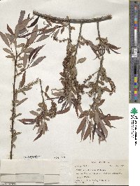 Salix caroliniana image