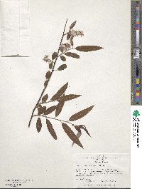 Salix caroliniana image