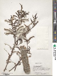 Salix caroliniana image