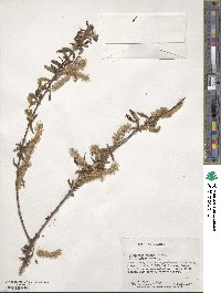 Salix caroliniana image