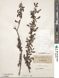 Salix caroliniana image