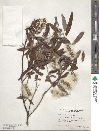 Salix caroliniana image