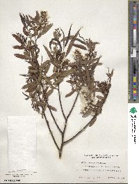 Salix caroliniana image