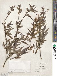 Salix caroliniana image