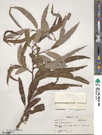 Salix caroliniana image