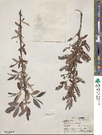 Salix caroliniana image