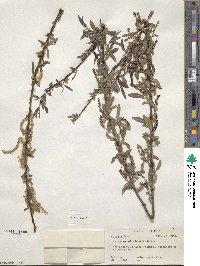 Salix caroliniana image