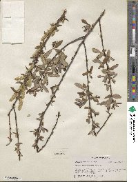 Salix caroliniana image