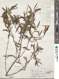 Salix caroliniana image