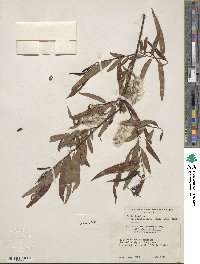 Salix caroliniana image