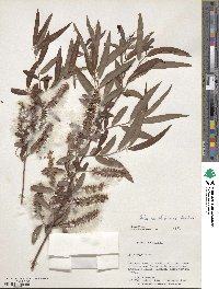 Salix caroliniana image