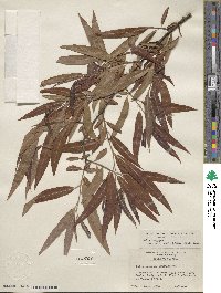 Salix caroliniana image