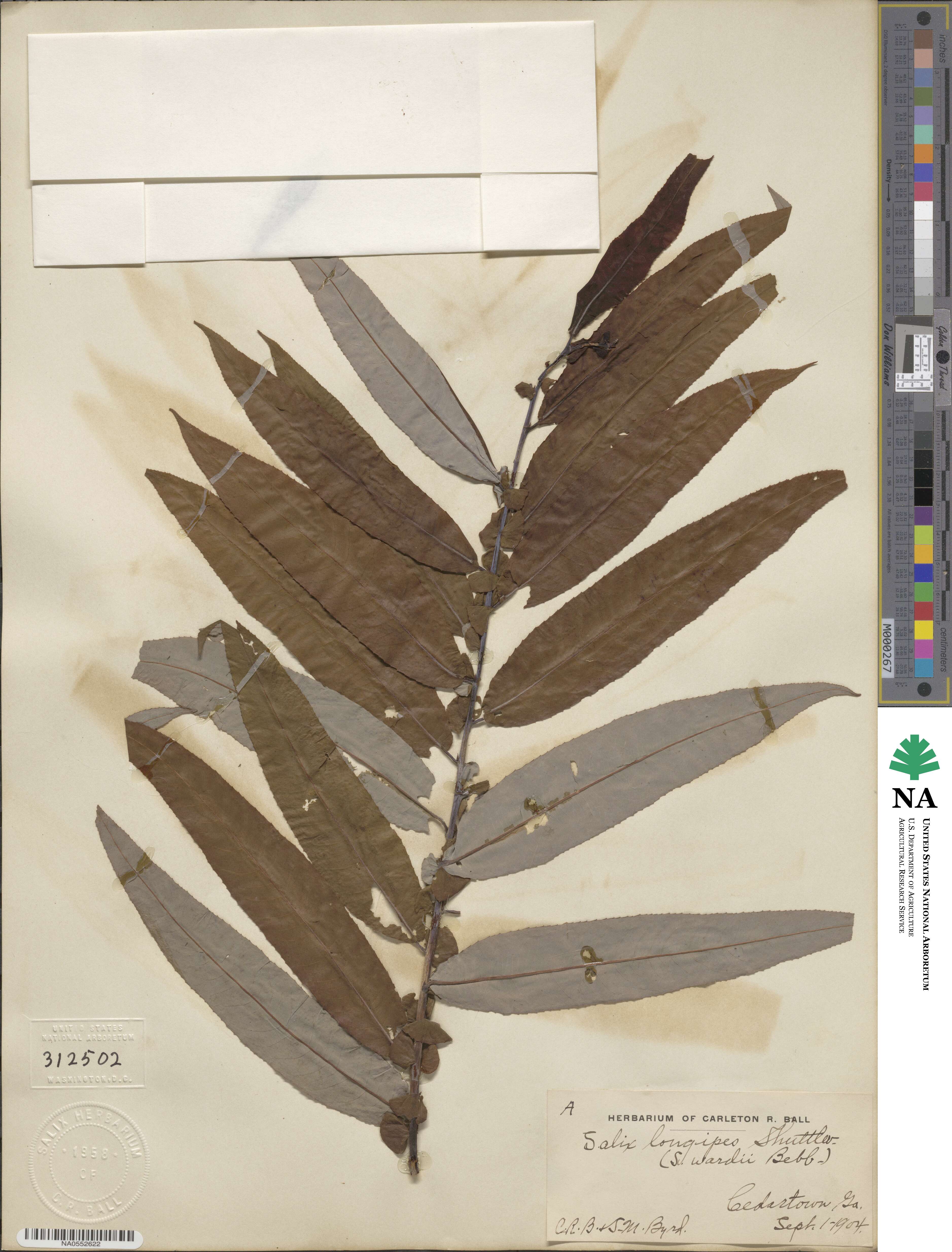 Salix caroliniana image