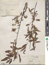 Salix caroliniana image