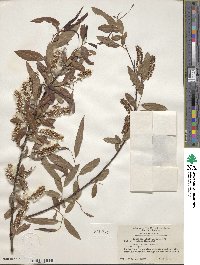 Salix caroliniana image