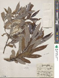 Salix caroliniana image