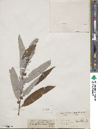 Salix caroliniana image