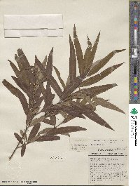 Salix caroliniana image