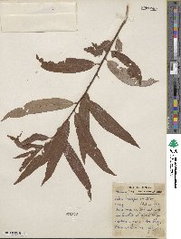 Salix caroliniana image