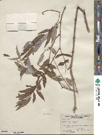 Salix caroliniana image