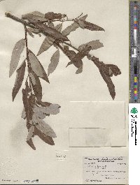 Salix caroliniana image