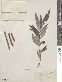 Salix caroliniana image