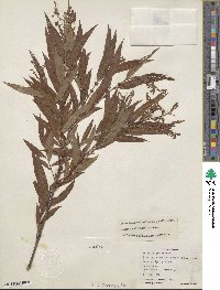 Salix caroliniana image